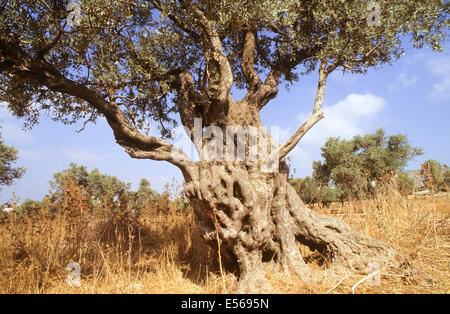 Il tronco di un vecchio albero di olivo Foto Stock