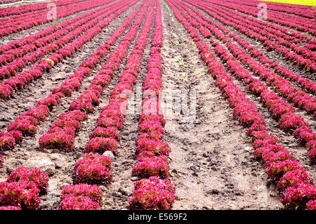 Fresca insalata di rosso (lollo rosso) su un campo Foto Stock