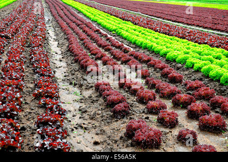 Righe di lollo rosso e lollo bianco Foto Stock