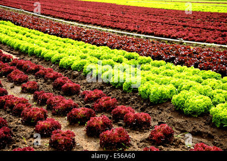 Righe di lollo rosso e lollo bianco Foto Stock