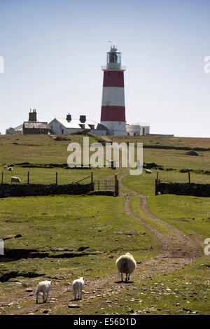 Regno Unito Galles, Gwynedd, Lleyn Peninsula, Bardsey Island, pecore e agnelli a piedi verso il faro Foto Stock