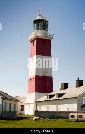 Regno Unito Galles, Gwynedd, Lleyn Peninsula, Bardsey Island, pascolo di ovini nel composto del faro Foto Stock