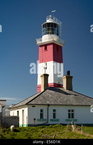 Regno Unito Galles, Gwynedd, Lleyn Peninsula, Bardsey Island, pascolo di ovini nel composto del faro Foto Stock