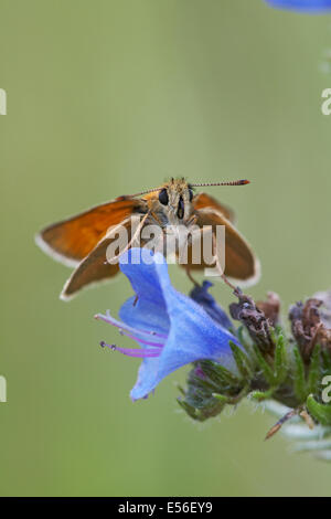 Farfalla piccolo skipper, Thymelicus, su vipers fiore lucido, Echium vulgare, a Foret de Gouffern, Normandia, Francia nel mese di luglio Foto Stock