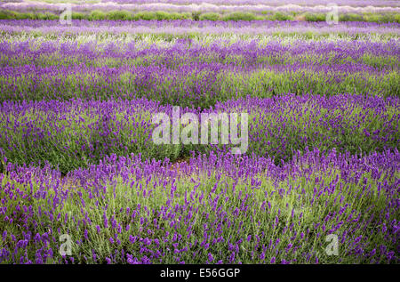 Righe di lavanda in fattoria Snowshill Gloucestershire in Inghilterra Foto Stock