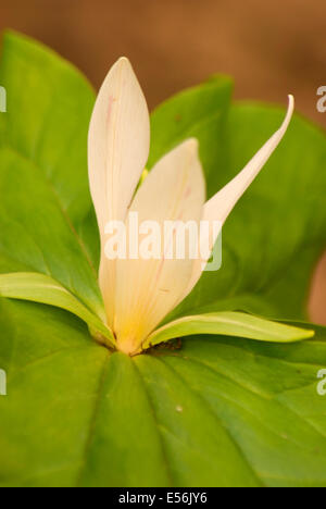 Giant trillium, William Finley National Wildlife Refuge, Oregon Foto Stock