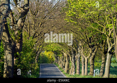 Vicolo in primavera a Mar Baltico Isola di Ruegen - Germania Mecklenburg Western-Pomerania Foto Stock