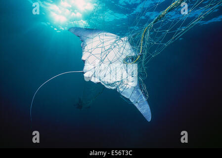 Manta Ray catturati nelle reti da imbrocco - Huatampo, Messico. Golfo di California, Oceano Pacifico Foto Stock