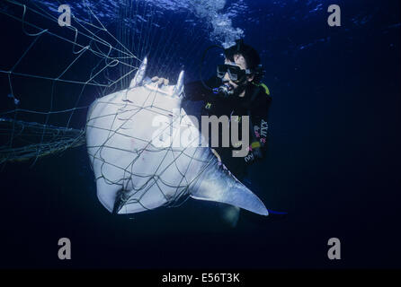 Sommozzatore osserva Manta Ray (Manta birostris) catturati in reti da imbrocco; Huatabampo, Messico, Mare di Cortez, Oceano Pacifico Foto Stock