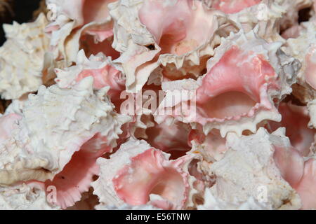 Collezione di conchiglie rosa raccolti nell'oceano per i collezionisti Foto Stock