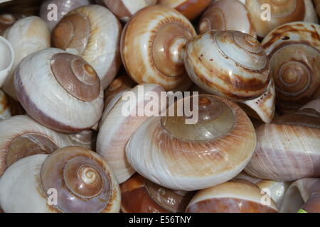 Raccolta di Nizza mare conchiglie raccolte nell'oceano per i collezionisti Foto Stock