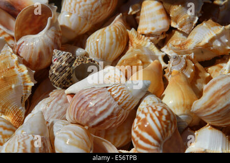 Raccolta di conchiglie raccolte in mare per i collezionisti Foto Stock