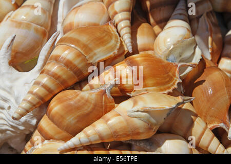 Molte belle conchiglie per la vendita al mercato vicino al mare Foto Stock