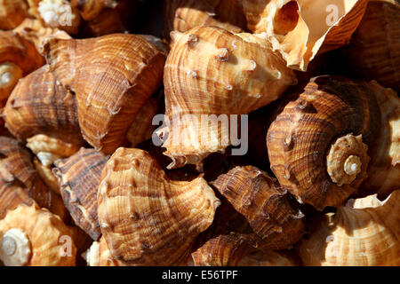 Brown belle conchiglie per la vendita al mercato vicino al mare Foto Stock