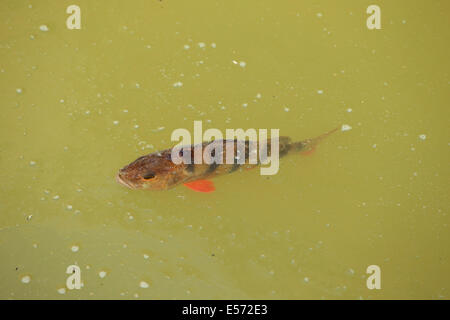 Unione Pesce persico (Perca fluviatilis) Foto Stock