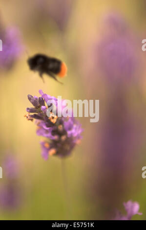 Un'ape volare lontano da un fiore di lavanda contro un dolce sottofondo. Foto Stock