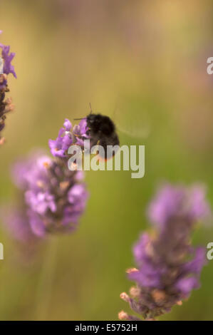 Un'ape come ottenere il nettare da un fiore di lavanda con il polline in lega, contro un dolce sottofondo. Foto Stock