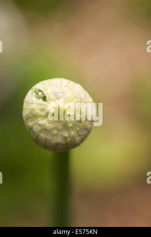 Un fiore di cipolla circa per aprire da bud contro un soffice verde e marrone dello sfondo. Foto Stock