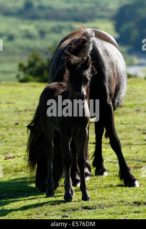 Dartmoor pony per godersi la vita, pascolo di mare con il suo bambino curioso puledro guardando Foto Stock