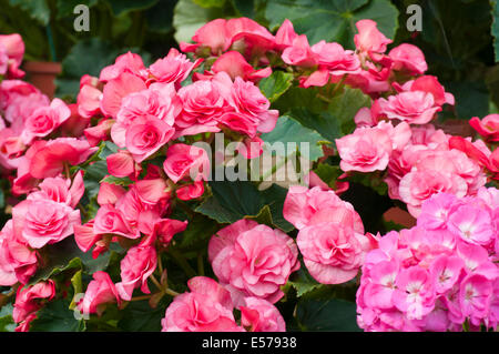 Rosa Begonia x tuberhybrida comunemente noto come begonie tuberose Foto Stock