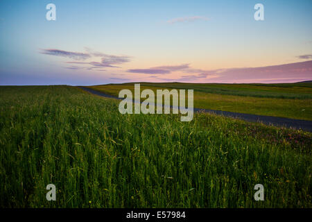 Tramonto sul campo di grano su Berneray Foto Stock