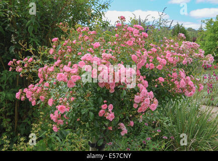 Un tradizionale English Garden cottage a Rosemoor, vicino a Torrington, Devon, Inghilterra sudoccidentale, UK, photraphed in estate. Foto Stock