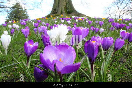 Un albero underplanted con molla fioritura viola croc a Sheffield Botanical Gardens, nello Yorkshire, Regno Unito Foto Stock