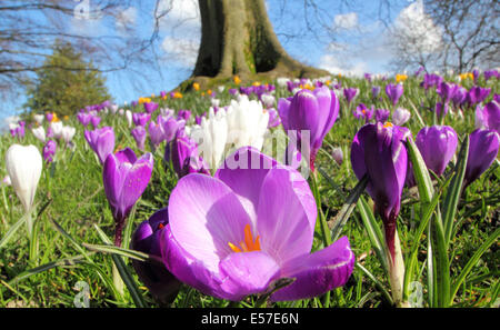 Crochi cresce in abbondanza sotto un albero a Sheffield Botanical Gardens in una bella giornata di primavera, il Yorkshire, Regno Unito Foto Stock