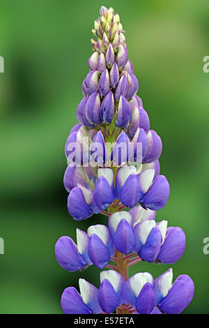 Lupin fiore con testa a fuoco lo sfondo. Foto Stock