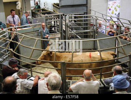 Bestiame mercato del bestiame asta eseguire da Bagshaws in azione presso la Agricultural Business Center, Bakewell, Peak District, REGNO UNITO Foto Stock