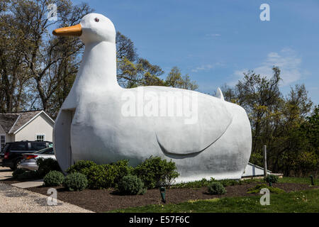 Long Island è un grande Duck è raffigurato nelle Fiandre, New York Foto Stock