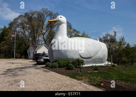 Long Island è un grande Duck è raffigurato nelle Fiandre, New York Foto Stock