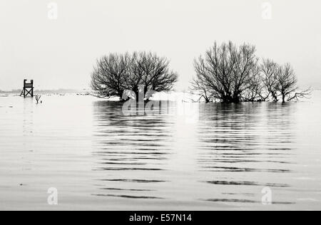 Vorrei chiamare questa foto 'il pianto prato'. Foto scattata al lago di Kerkini, serre, Macedonia, Grecia. Foto Stock
