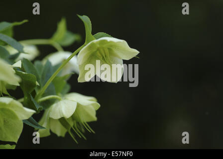 Rosa quaresimale, helleborus orientalis Foto Stock