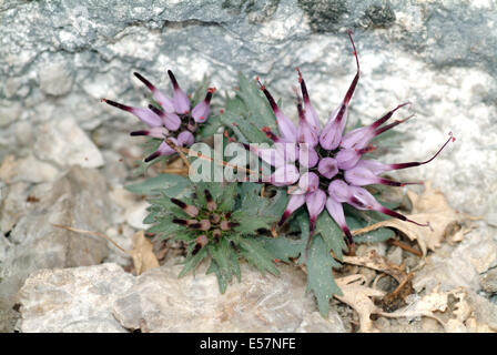 Tufted rampion cornuta, Physoplexis comosa Foto Stock