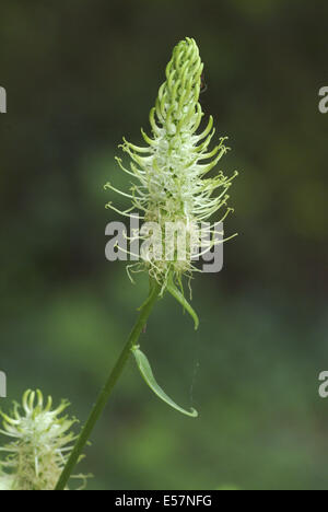 Rampion spiked, phyteuma spicatum Foto Stock