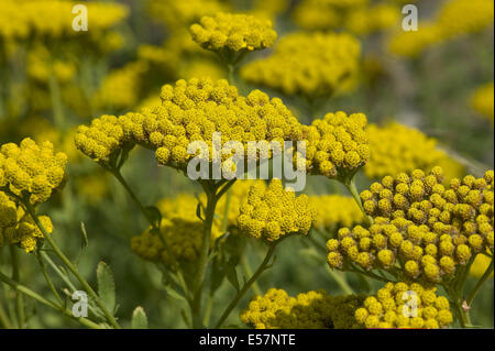 Dolce millefoglie, achillea ageratum Foto Stock