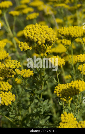 Dolce millefoglie, achillea ageratum Foto Stock