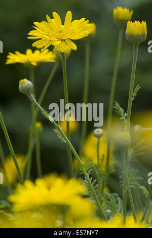 Giallo, camomilla anthemis tinctoria Foto Stock