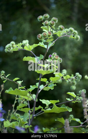 Maggiore, bardana arctium lappa Foto Stock