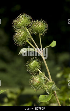 Maggiore, bardana arctium lappa Foto Stock