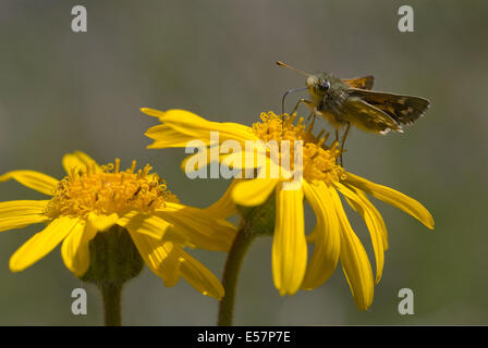 Leopard's Bane, arnica montana Foto Stock