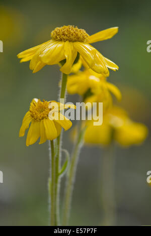 Leopard's Bane, arnica montana Foto Stock