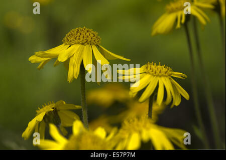 Leopard's Bane, arnica montana Foto Stock