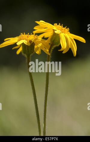 Leopard's Bane, arnica montana Foto Stock