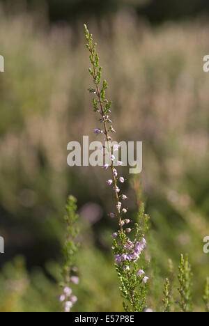 Comune, Heather Calluna vulgaris Foto Stock