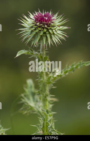 Annuendo thistle, carduus nutans Foto Stock