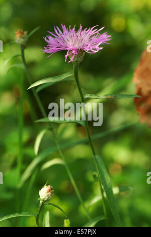 Fiordaliso marrone, centaurea jacea Foto Stock