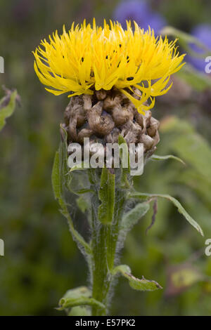 Centaurea macrocephala Foto Stock