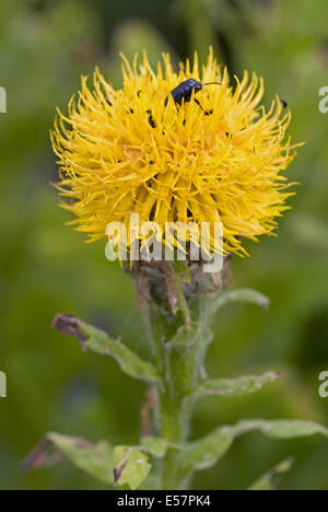 Centaurea macrocephala Foto Stock